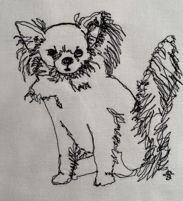 Chihuahua with Long Hair