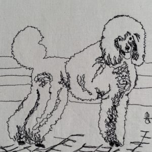 Standard Poodle