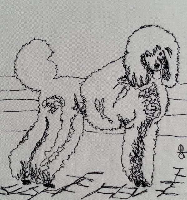 Standard Poodle